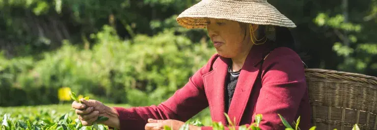 Woman picking tea leaves with a basket on her back and a sun hat