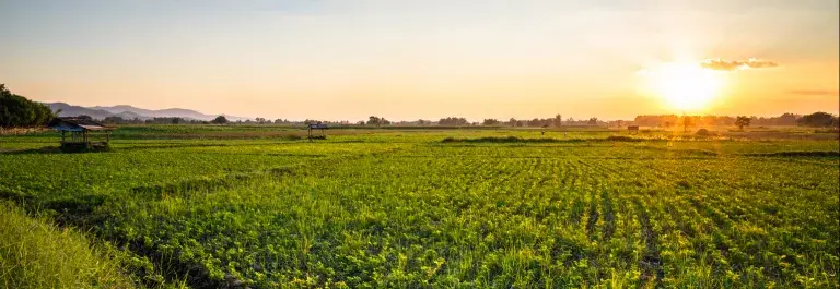 Rice paddy field with the sun setting in the blue sky