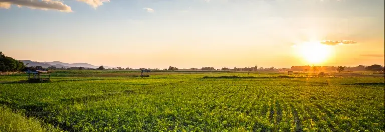 Crop field during a sunset