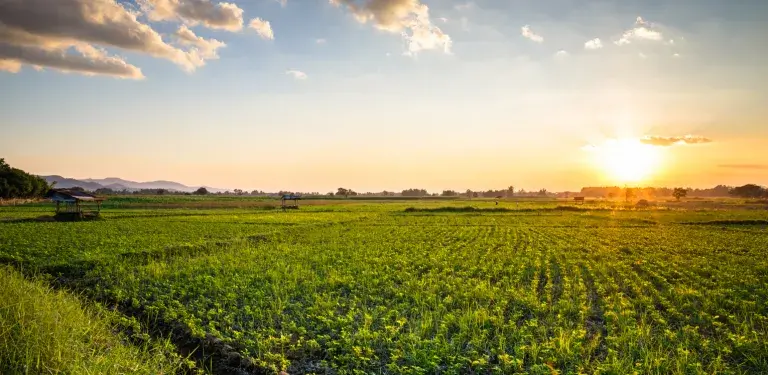 crop field during a sunset