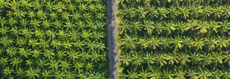 Aerial view of small road through palm tree forest