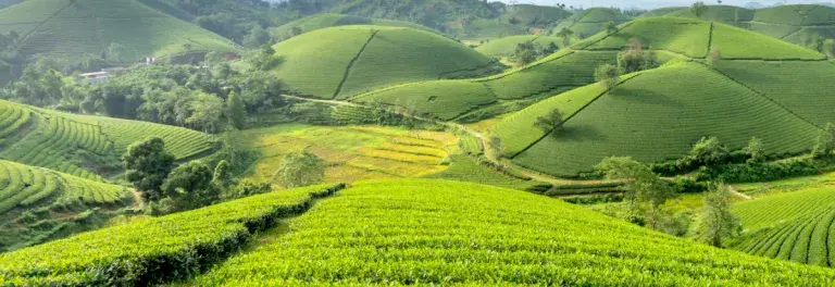 Green hills