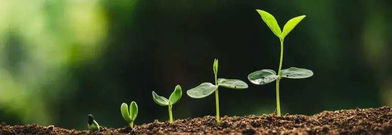 Seedlings at different stages of growth sprouting © Adobe Stock