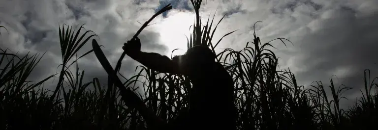 Sugar farmer cutting down sugar cane on a cloudy day © Fair Trade USA