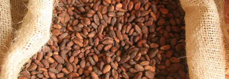 Cocoa Beans, Ecuador © Rob Goodier, Rainforest Alliance