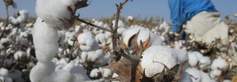 Cotton worker in field harvesting cotton against blue sky © Better Cotton Initiative