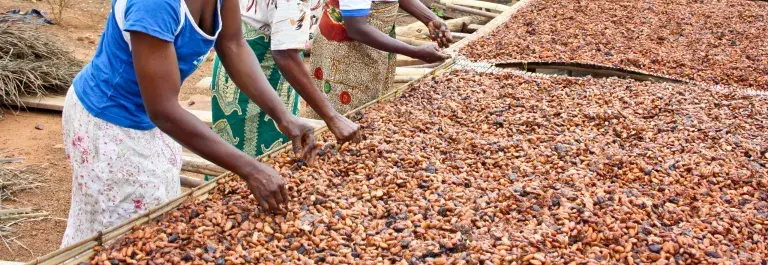 Drying cocoa beans in Ghana &copy; UTZ Certified