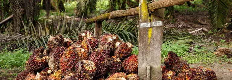 Harvested palm fruit in a pile by palm trees © Jonathan Perugia for Roundtable for Sustainable Palm Oil