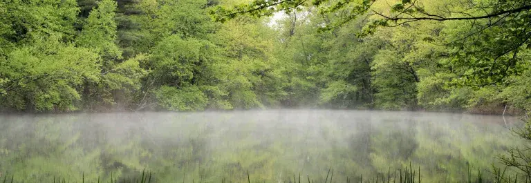 Mist on a pond surrounded by green trees © Rainforest Alliance