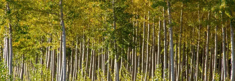 Poplar trees at timber farm in Oregon © Adobe Stock