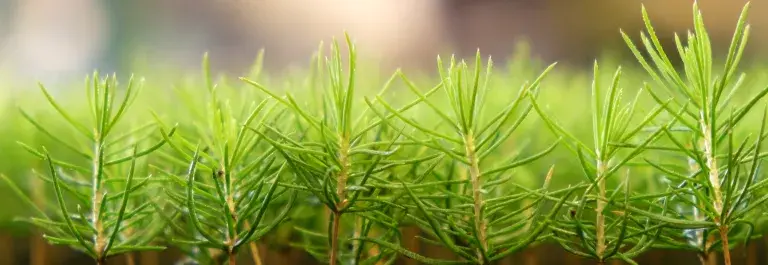 Seedlings growing in a container © FSC Germany
