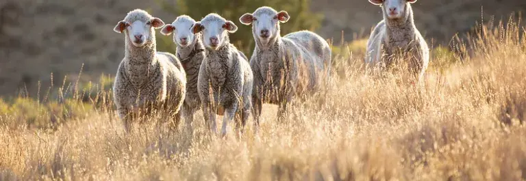 Five sheep in a field with long yellow grass looking at the camera