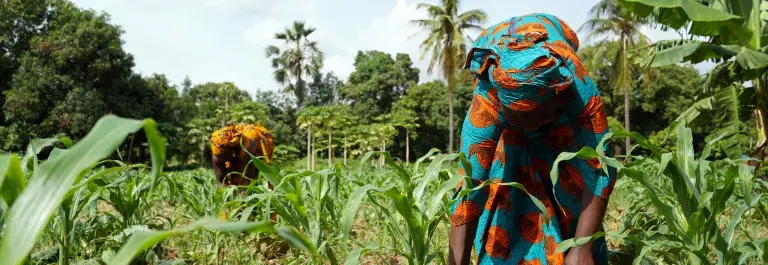 Women in colourful clothing farming in a green landscape with trees in the background © Adobe Stock