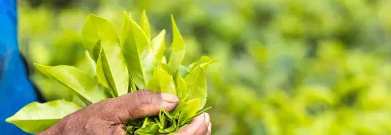 Person wearing blue top picking tea leaves © Adobe Stock