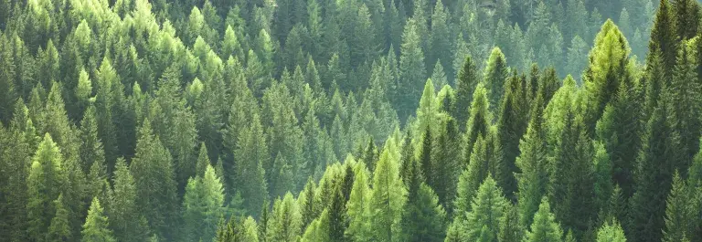 Green forest on hills © Adobe Stock