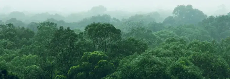 Forest landscape with mist over the treetops © Adobe Stock