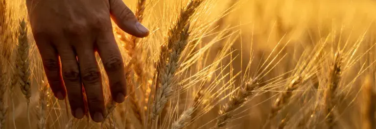 Handing touching wheat in a field © Adobe Stock