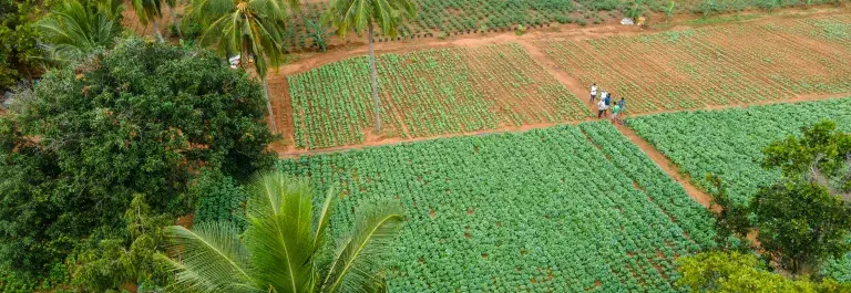 Aerial view of green landscape and fields © Adobe Stock