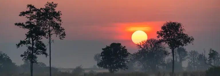 Orange sunset in the background with dark tall trees in the foreground