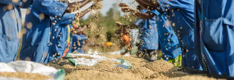 Lots of people in blue shirts gathered round piles of grain, letting it disperse from their hands © Adobe Stock