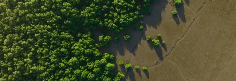 Aerial view of an empty field meeting a forest of trees © Adobe Stock