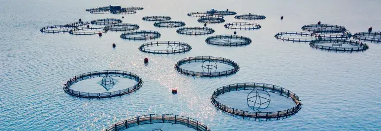 Large circular nets in the ocean for fishing farming © Adobe Stock