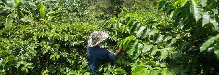 Worker amongst green foliage with mountains in the background © Adobe Stock