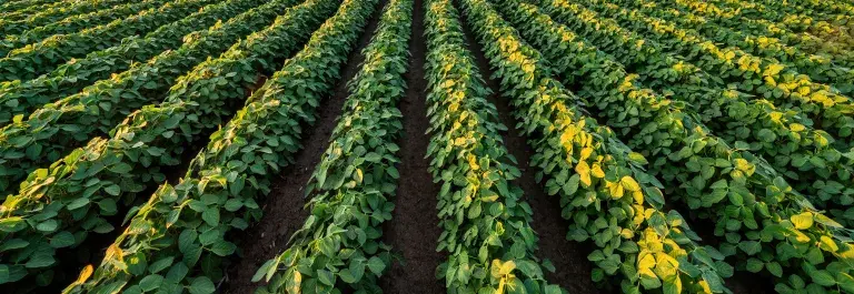 Rural landscape of a vast soybean field at sunset
