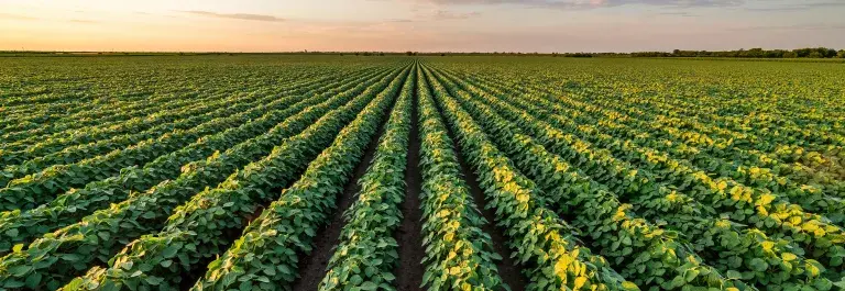Rural landscape of a vast soybean field at sunset
