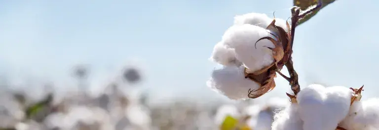 Close up of cotton plant in a cotton field © Adobe Stock