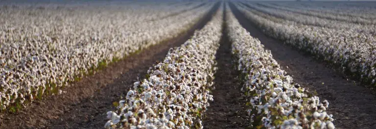 Cotton field with partings of soil © Adobe Stock