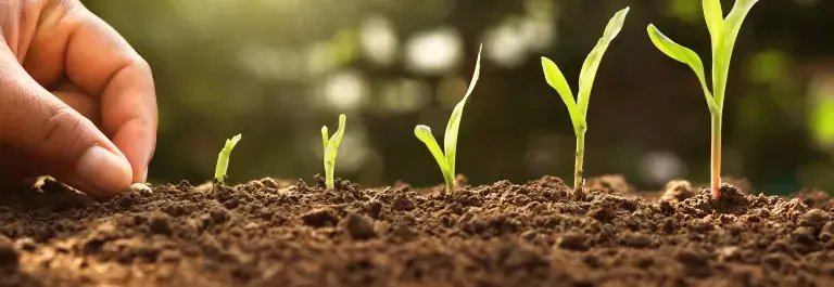 Seedlings at different stages of growth in soil, hand planting another seed © Adobe Stock