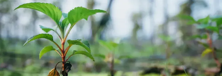 Small seedling growing in a forest © Unsplash