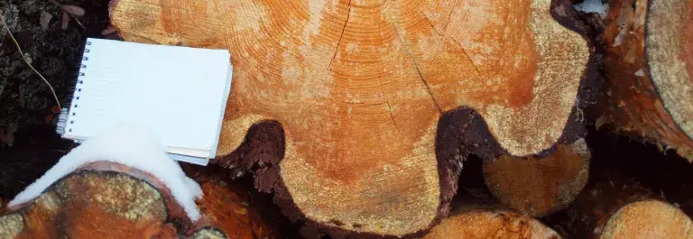 Aerial view chopped tree stump with a notebook © ASI