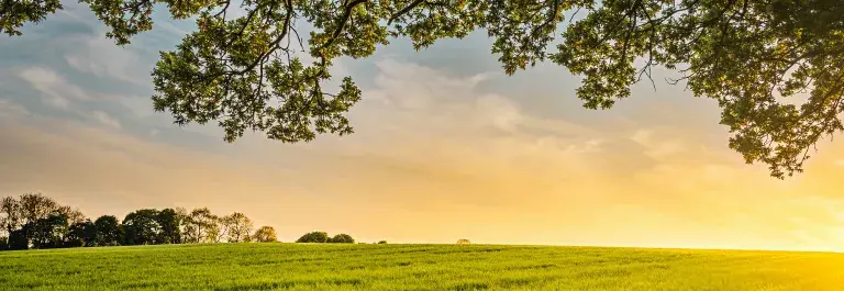 Green landscape field with tree overhanging over a sunset © Unsplash