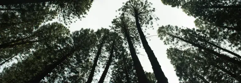 Worms eye view of a forest and cloudy sky © Unsplash
