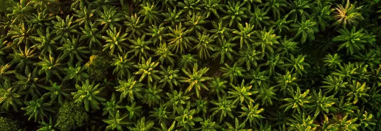 Aerial view of palm tree forest © Pexels