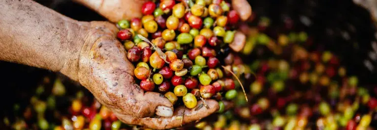 A pair of cupped hands full of red, orange, yellow and green coffee beans above a basket of the same © Pexels