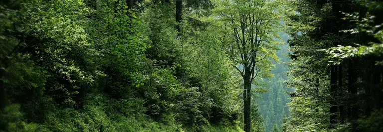 Various green trees in a forest and a green path © Pexels