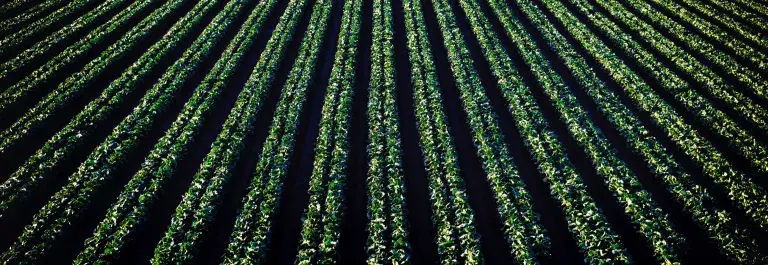 A neat field of crops planted in straight rows © Pexels
