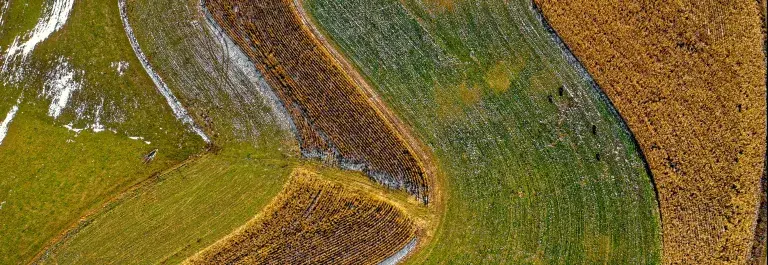 S-shaped rows of crops in green, yellow and brown tones © Pexels