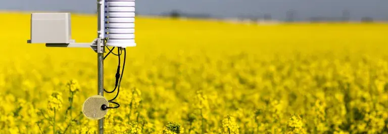 Wind measuring tool in a bright yellow field of flowers © Shutterstock