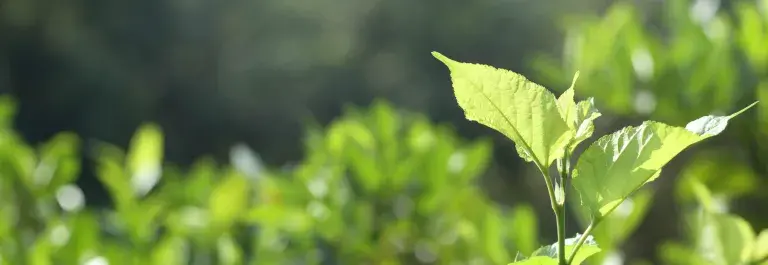 Close up of leafy plant with a blurred green background © Canva Pro