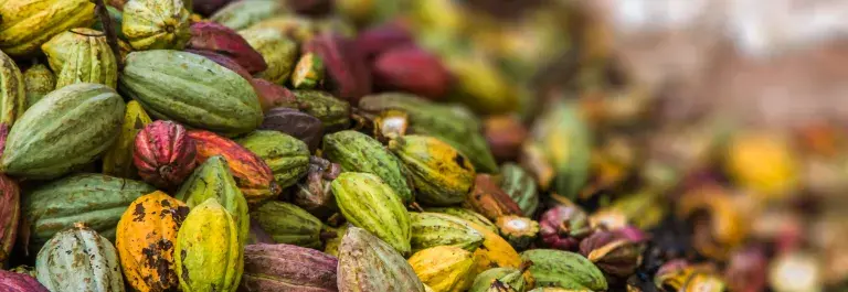Cocoa pods in a pile © Adobe Stock