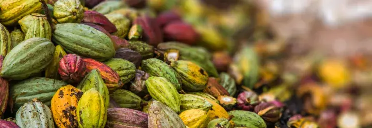 A pile of multicoloured green, yellow, and red cocoa pods slope diagonally © Adobe Stock