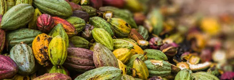Cocoa pods in a pile © Adobe Stock