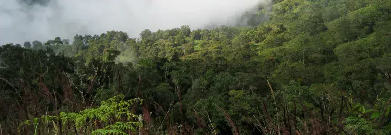 Colombian landscape of rainforest and dense clouds over the treeline © UTZ CERTIFIED