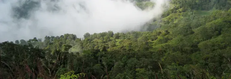Colombian landscape of rainforest and dense clouds over the treeline © UTZ CERTIFIED