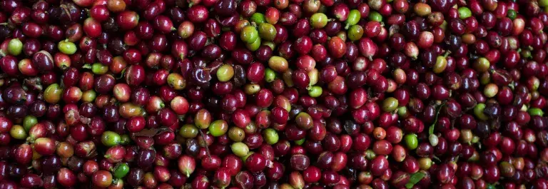 Colombian coffee beans © Fairtrade