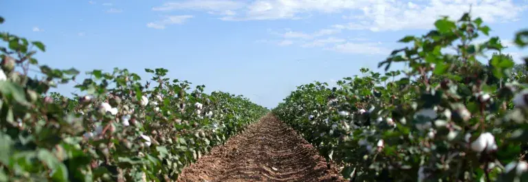 Two rows of leafy green cotton plants stretch away to the horizon with a brown band of earth between them under a blue sky with white clouds © BCI